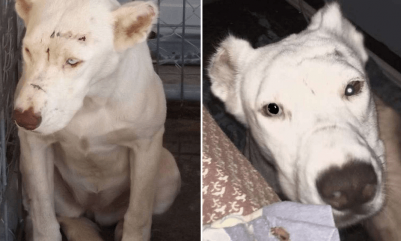 Scared Rescue Dog Wakes Up New Mom In Middle Of The Night To Say Thank