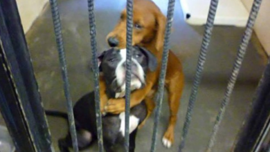 Photo of Shelter Dog Hugs Her Best Friend So Tight Hours Before Euth4nas1a And Saves Their Lives