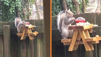 Photo of Guy Builds An Adorably Tiny Picnic Table For Squirrels In His Backyard