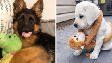 Photo of Delightful Pictures Of Puppies Growing Up With Their Favorite Stuffed Toys