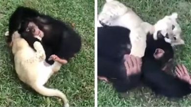 Photo of Adorable Video Captures Baby Lion And Baby Chimpanzee Playing Wrestle Together