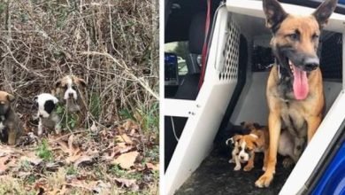 Photo of K9 helps his partner r3scue three tiny aband0ned puppies