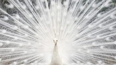 Photo of Meet The Stunning White Peacock – One Of The Most Beautiful Birds In The World (10 Pics)
