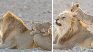 Photo of “I Just Can’t Wait To Be A King”- Lion Cub Challenges His Dad In Heart-Warming Wrestling
