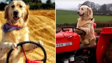 Photo of Dog Drives Tractors And Help His Owner With Farm Chores