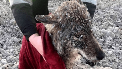 Photo of Men Rescue Wolf They Thought Was A Dog From Drown1ng In Freezing Water