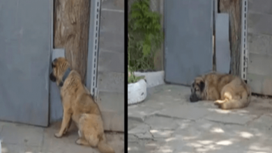 Photo of Dog Refuses To Leave Gate After Owner Kicks Him Out For Being Too ‘Kind’