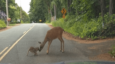 Photo of Touching Moment Mama Deer Rescues Her Fawn After It Becomes Frightened Crossing A Road