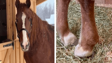 Photo of Woman Rescues Cr1ppled Horse From K1ll Pen And Writes Scathing Post To Previous Owner