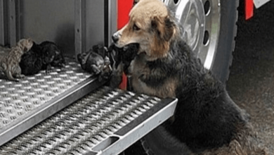 Photo of Heroic Mother Dog Went Through A Fire Several Times To Rescue Her Puppies