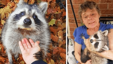 Photo of Raccoon Still Comes Back To Visit The Woman, Who Sav3d Him 3 Years Later