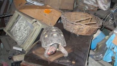 Photo of Family Finds Their Miss1ng Turtle In The St0rage Room 30 Years After She Van1shed