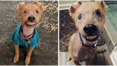 Photo of PUPPY BORN WITH PERMANENT SMILE ST0LE R3SCUER’S H3ART AND FOUND HIMSELF AN AMAZING FAMILY