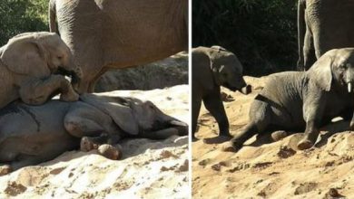 Photo of Adorable Moment When Baby Elephant Tries To Wake Up His Brother To Play With Him