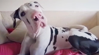 Photo of Great Dane Pouts And Whines Because He Didn’t Receive Morning Hug