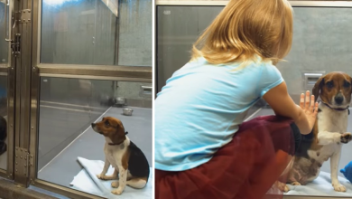 Photo of Mom Dog At Shelter Keeps Getting Overlo0ked, Until One Little Girl Smiles At Her