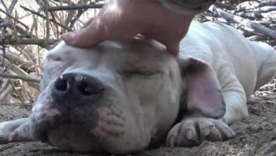 Photo of Two Women Save Scar3d Hom3less Bulldog And Give Him A New Life