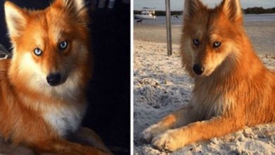 Photo of Meet Mya, The Mix Of Pomerania And Husky That Looks Like A Little Fox