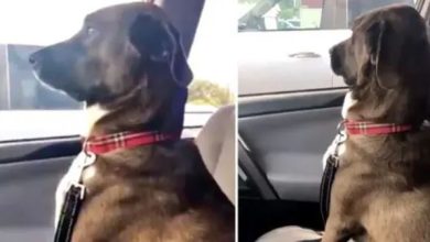 Photo of After a trip to the doggy dentist, a dog gives his owner the silent treatment