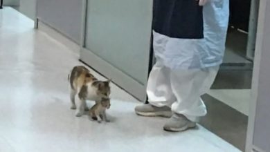 Photo of Mama Cat Brings Her S1ck Kitten To A Human Em3rgency Room For H3lp