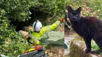 Photo of Black Cat’s Meows Led R3scuers to 83-Year-old Owner After She F3ll Into Ravine