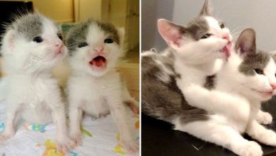 Photo of Nearly Identical Kittens Never Leave Each Other’s Side After Being Rescued Together
