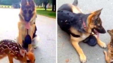 Photo of Lost Fawn Thinks German Shepherd Is His Mom, Follows Her Around For Snuggles