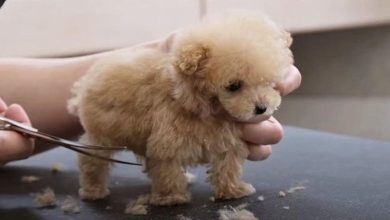 Photo of Smallest 3-Month-Old Toy Poodle Puppy Goes To Groomer’s For The First Time