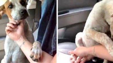 Photo of Woman Rescues Dy1ng Cha1ned Up Dog, The Dog Grabs Her Hand To Say “Thank You”