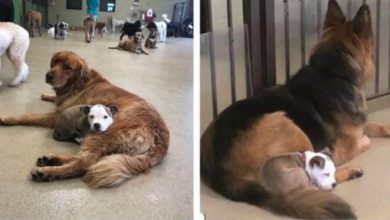 Photo of Puppy Plays Her Heart Out At Day Care And Then Finds The Fluffiest Dog To Nap On