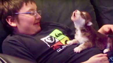Photo of Popular Video Shows Adorable Husky Puppy Learning To Howl For First Time