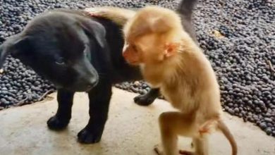 Photo of Tiny Monkey Has Wholesome Friendship With Adorable Pups