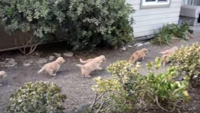 Photo of Group Of Golden Retriever Pups Swarm Helpl3ss Man In Adorable ‘Att4ck’