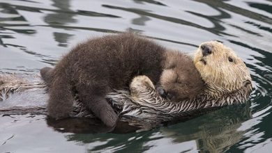 Photo of Mama Otter Carries Newborn On Her Tummy To Keep It Dry While Floating