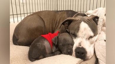 Photo of Dev4stated Pit Bull Finally Finds Love With Orph4ned Puppy After Losing Her Own