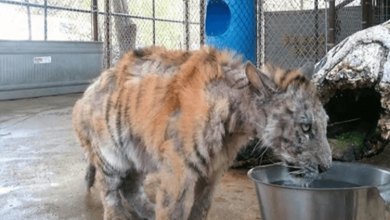 Photo of N3glected tiger cub gets rescu3d from circus, makes an incredible recovery