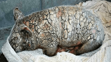 Photo of Abus3d Piglet Thrown Down At Animal Sh3lter Has Supernatural Transformation